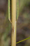 Smooth cordgrass